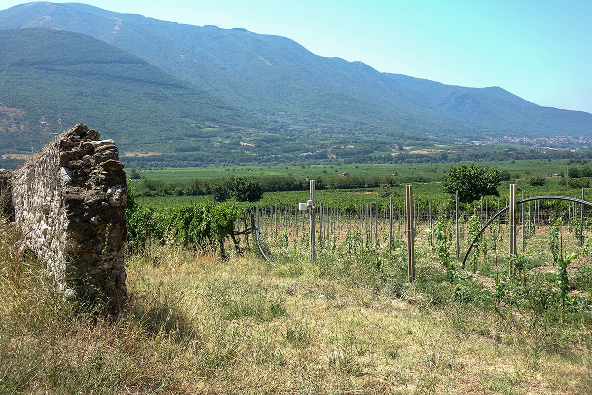 progetto_vintes_dss